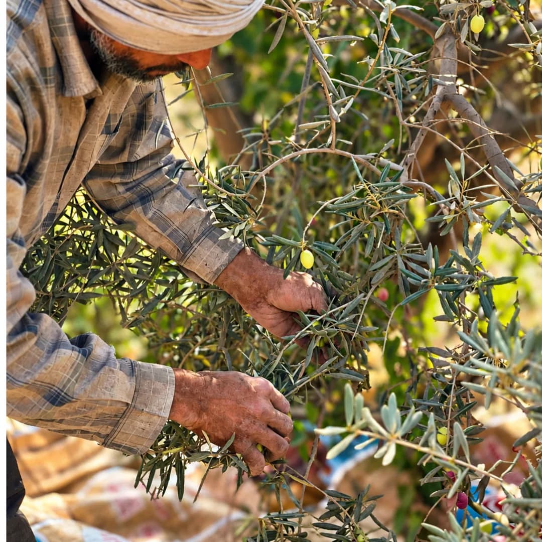 A farmer picking olives by hand from the branch